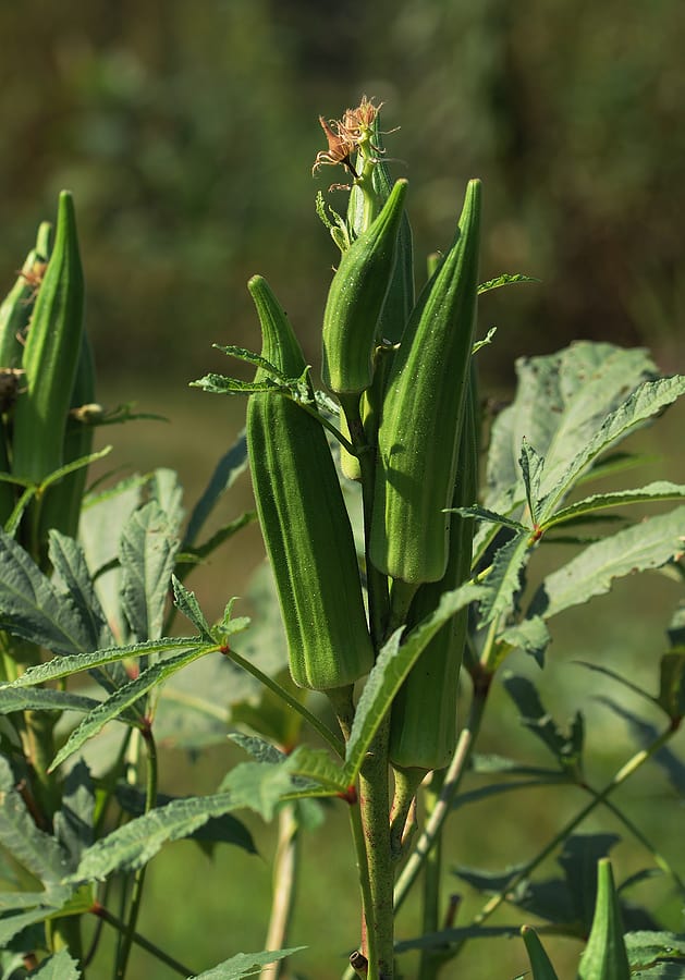 How To Harvest And Okra