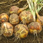 Onion bulbs