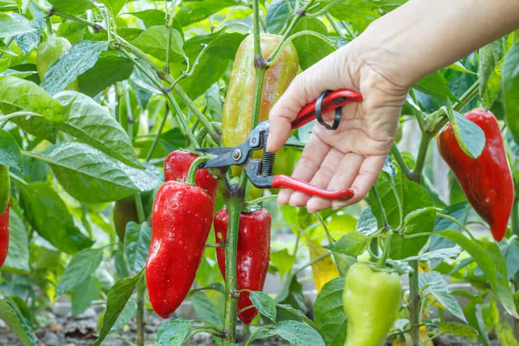 Pepper harvest