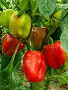 Peppers nearing harvest