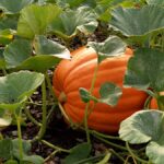 Pumpkin in garden 1