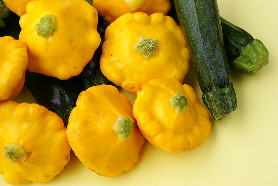 Summer squash harvested