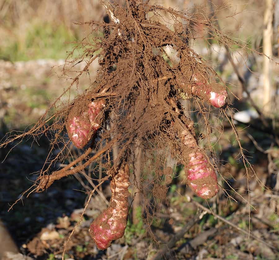 Jerusalem artichoke harvest store