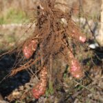 Sunchokes at harvest