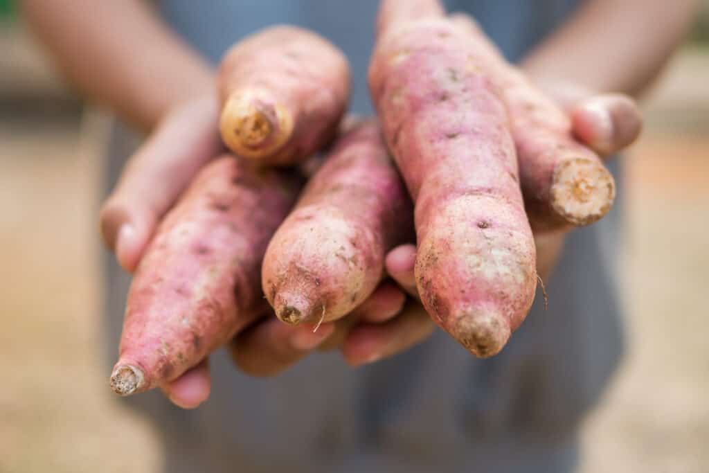 sweet potato harvest store