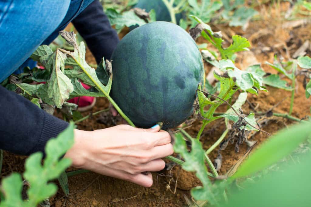 Watermelon harvest