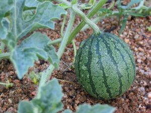 Watermelon harvest