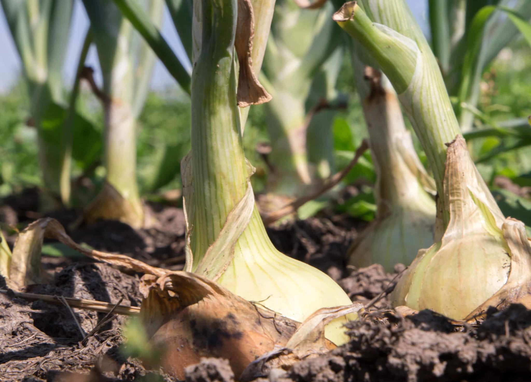 How to Harvest and Store Onions -- Harvest to Table