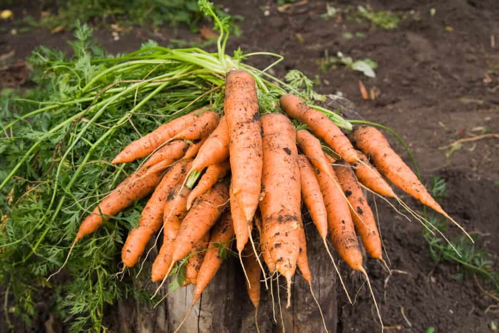 Carrots in a Grow Bag