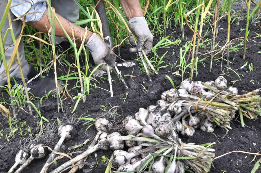 harvesting garlic