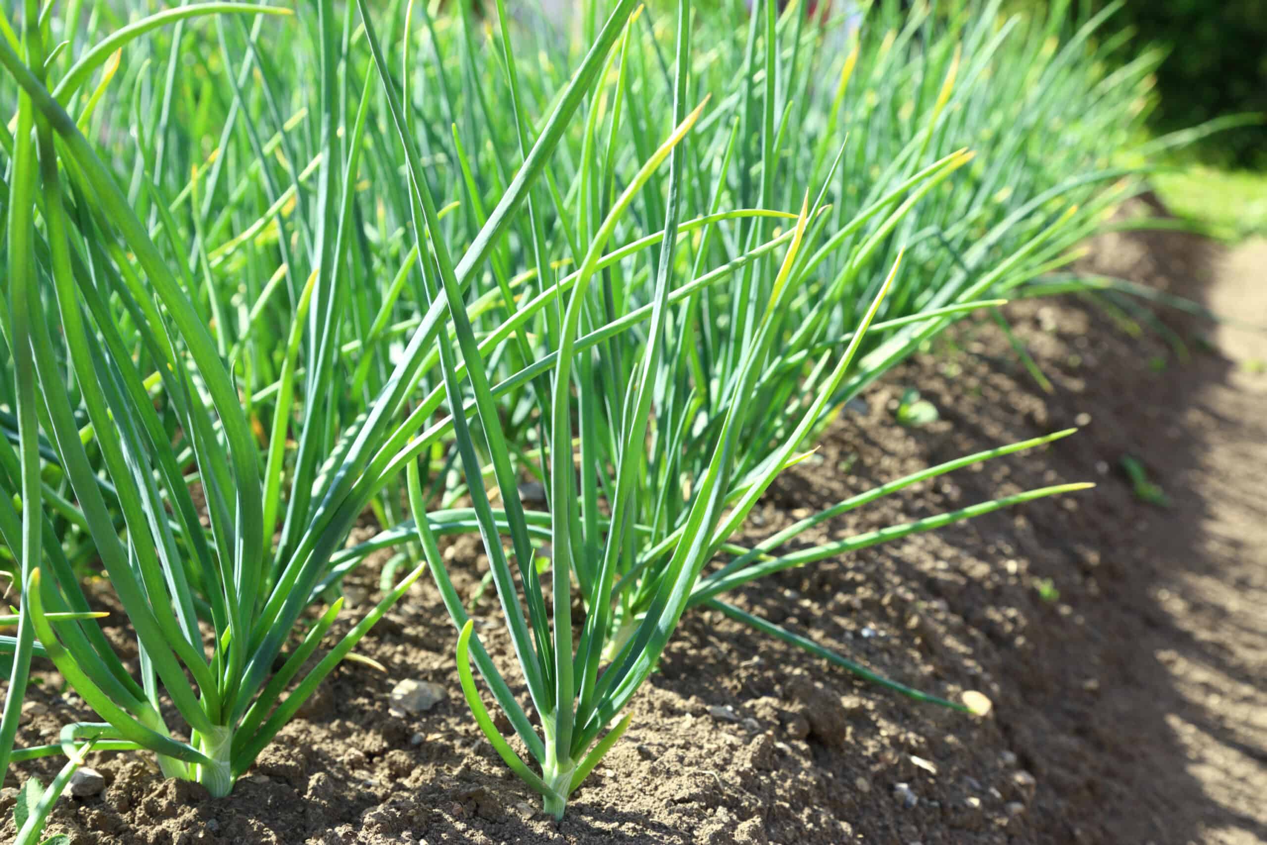 Green onions