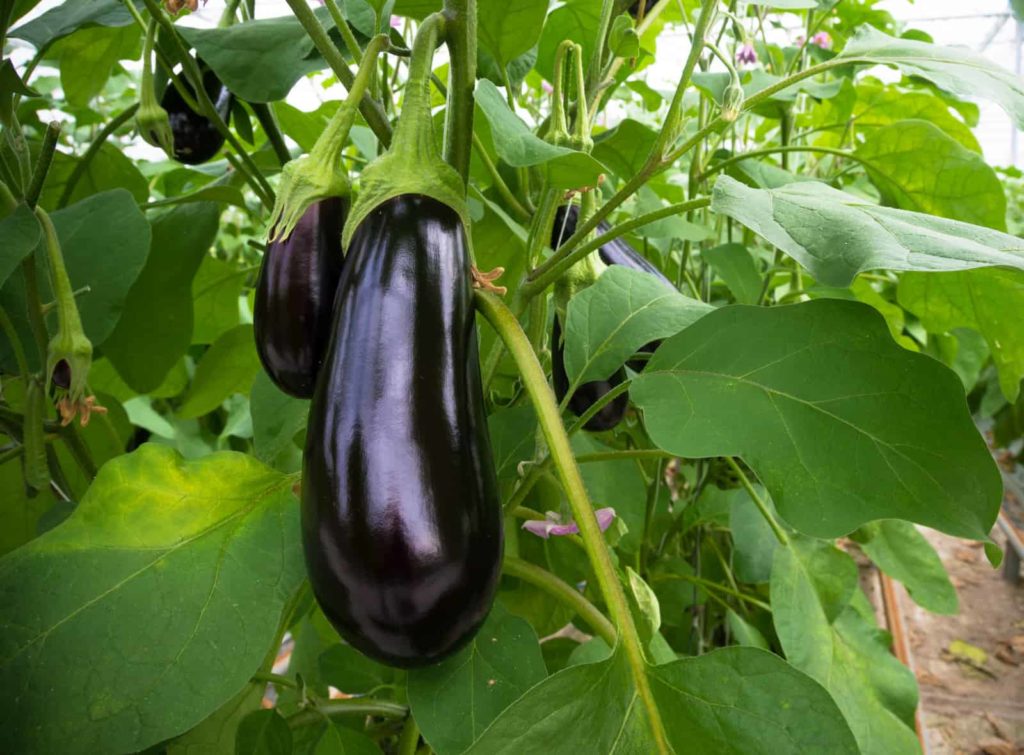 Eggplant for harvest