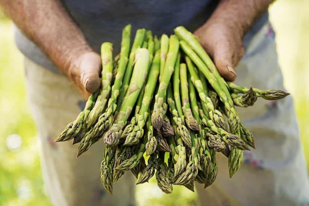 Asparagus harvest