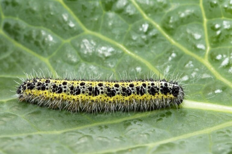 Cabbage looper on leaf