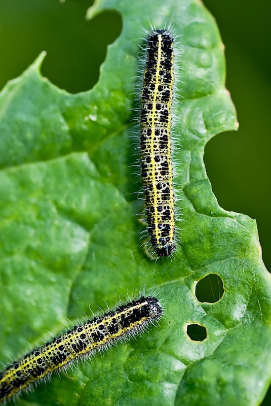 Cabbage Loopers Natural Insect Pest Control Harvest to Table