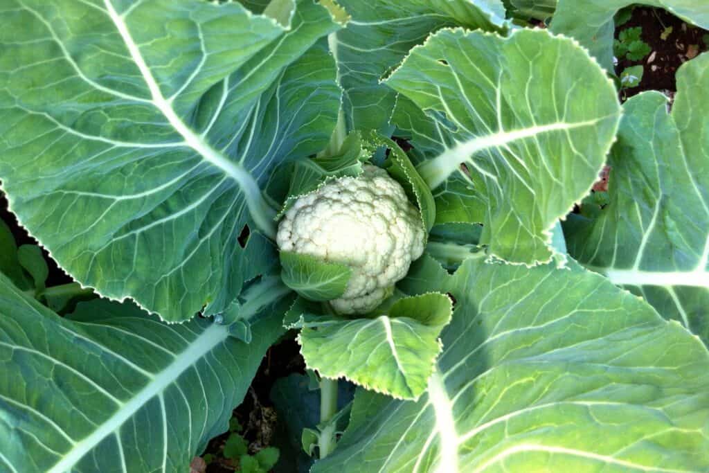 Blanching cauliflower