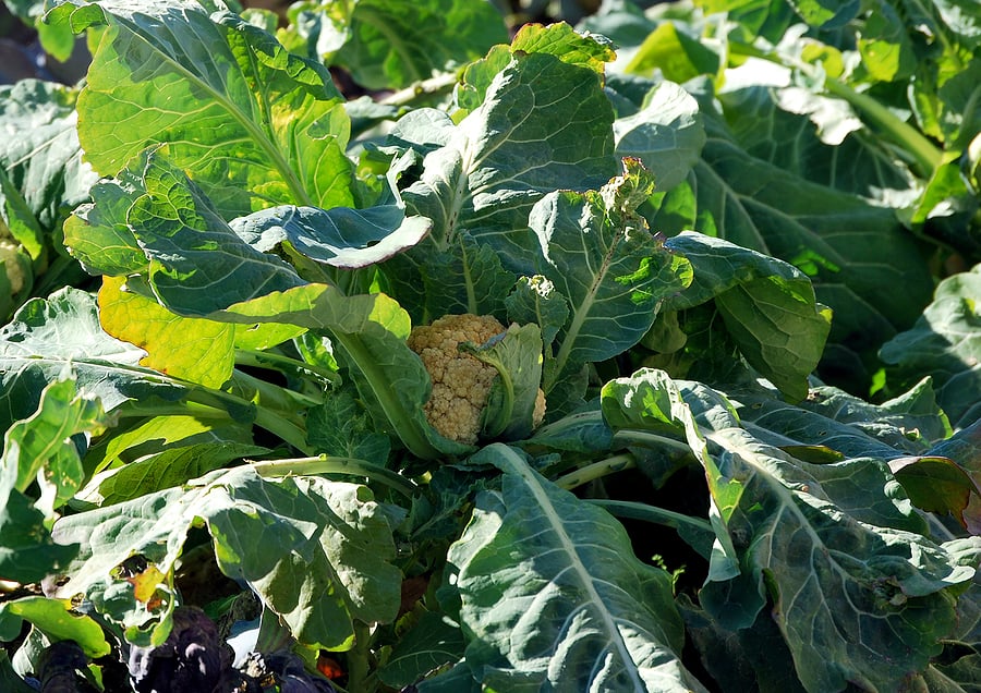 Harvest and store cauliflower