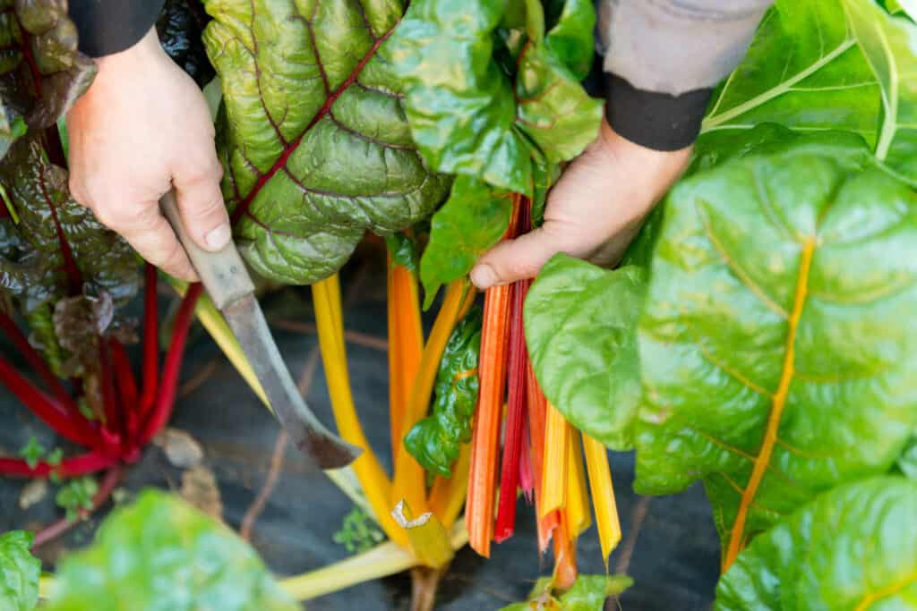 Swiss chard harvest