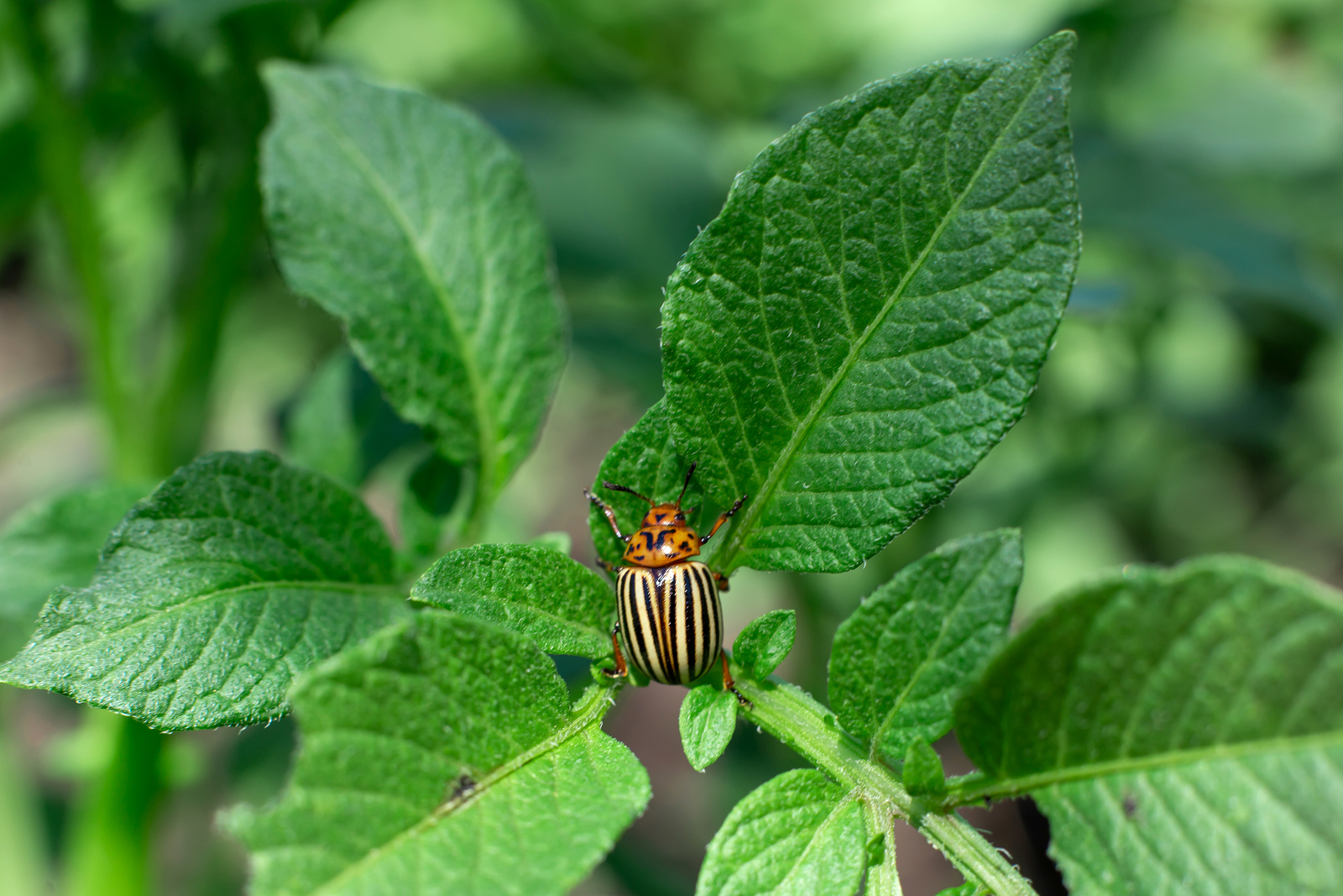 Colorado potato beetle