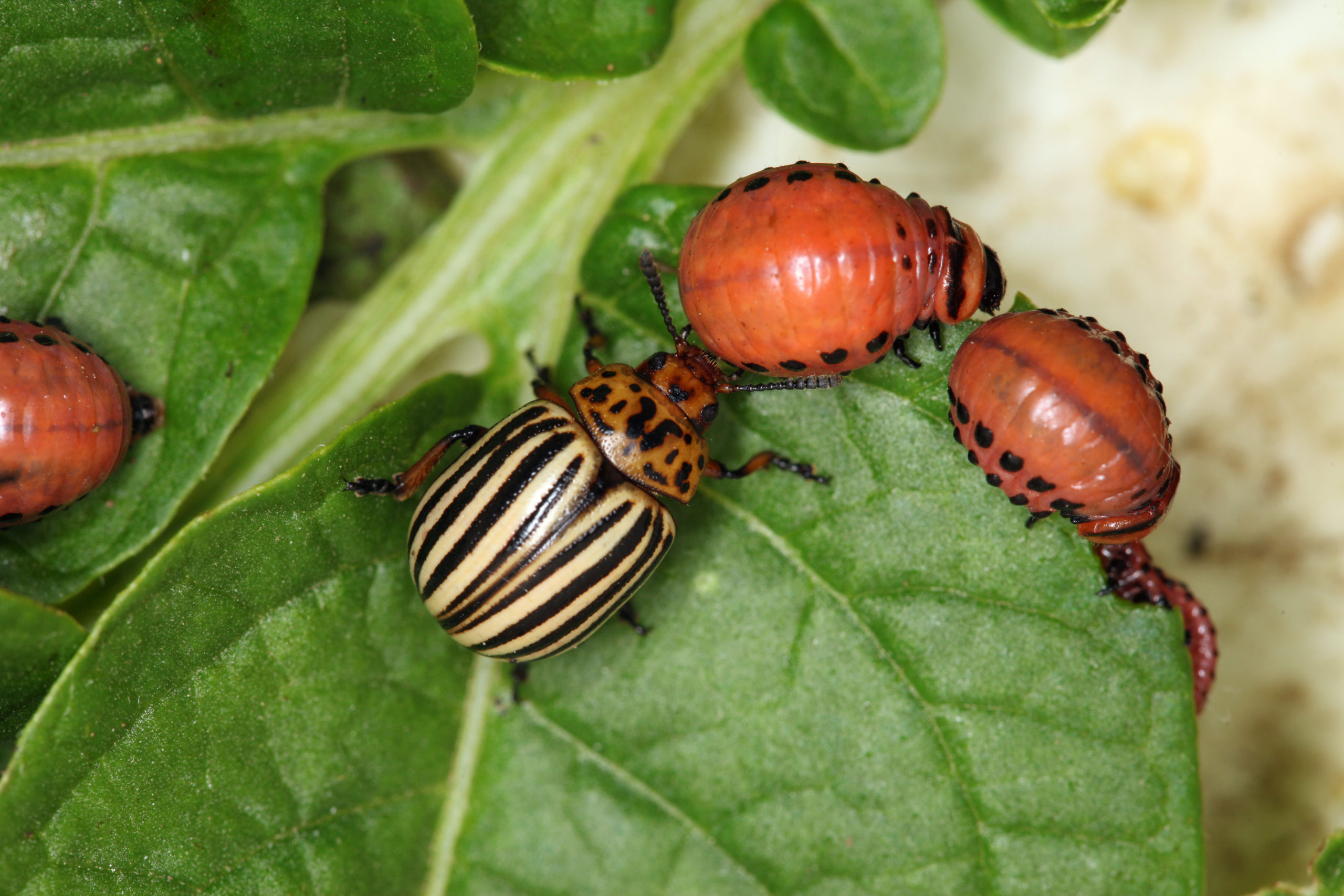 Colorado potato beetle adult and larvae