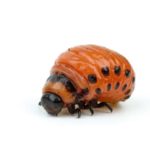 Potato beetle larva