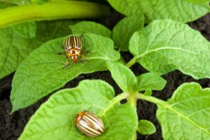 Adult Colorado potato beetles