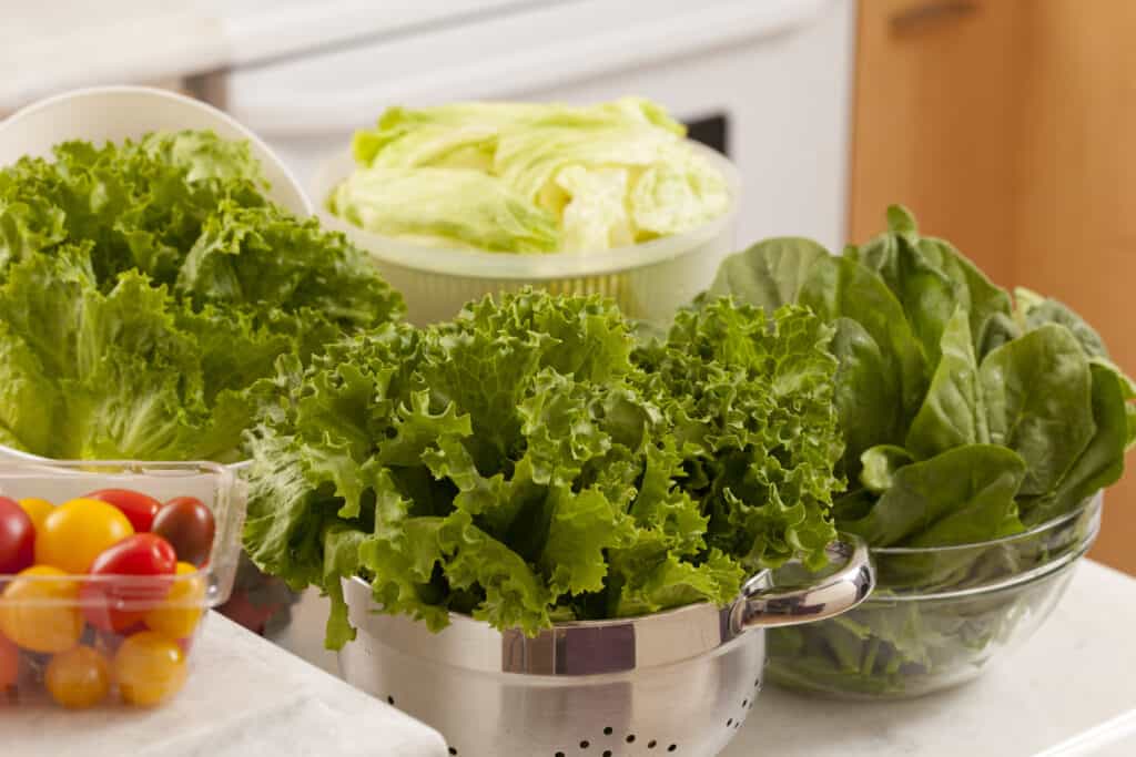 Escarole in kitchen