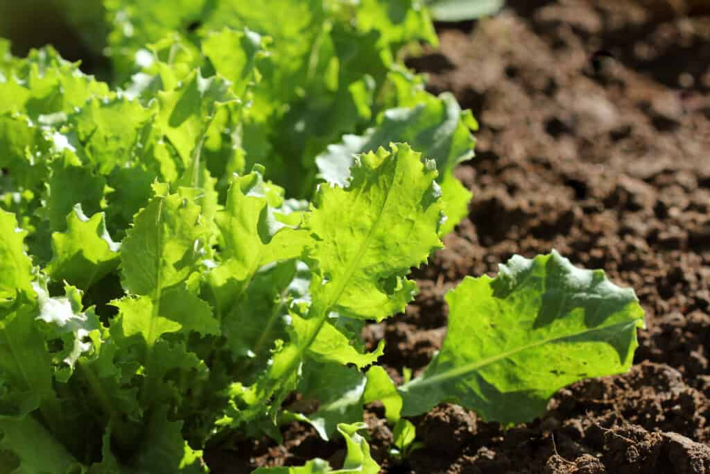 Endive in garden