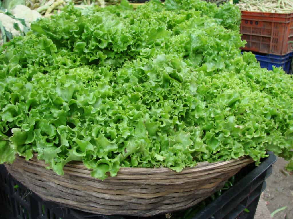 Harvest escarole