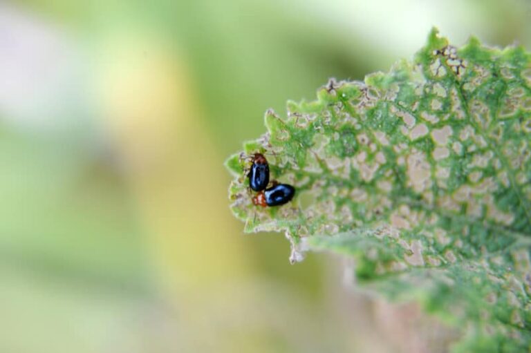 Flea beetles