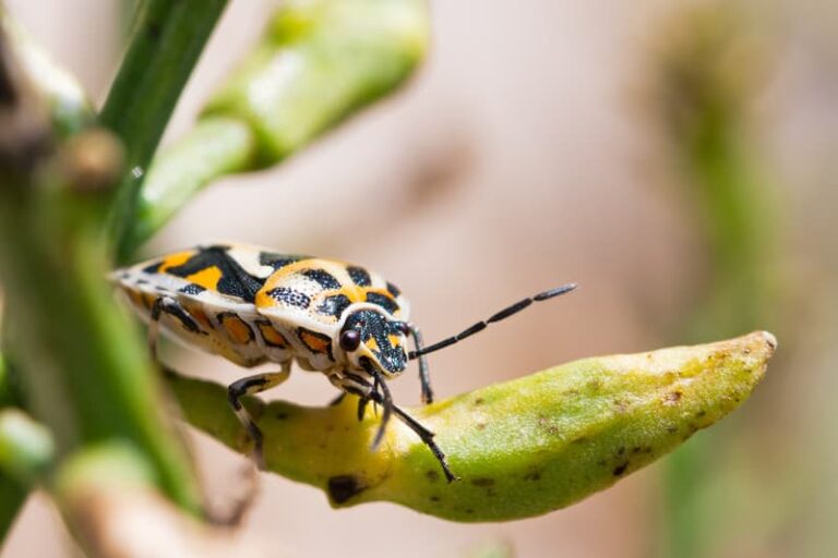 Harlequin Bug Bradley220 Copy