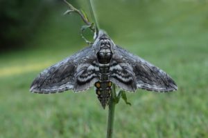 Hawk moth, tomato hornworm parent