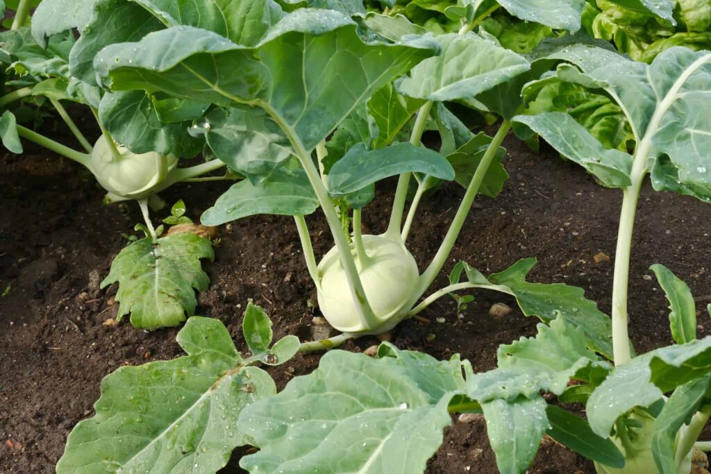 Kohlrabi in garden