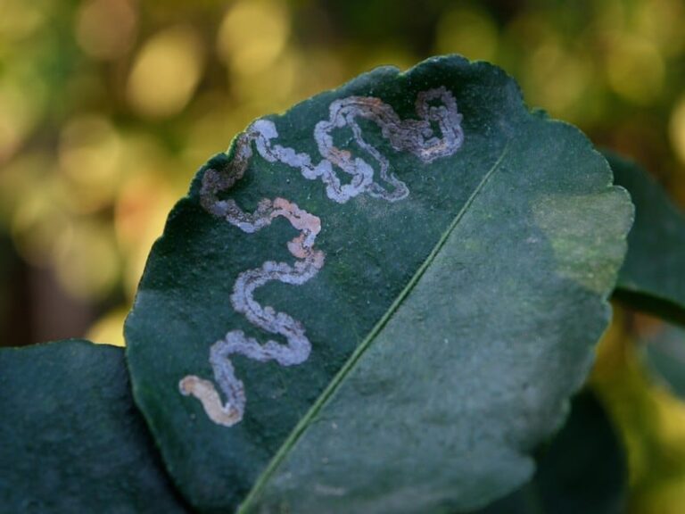 Leafminer