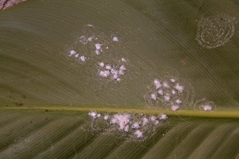 Mealy bugs on leaf female