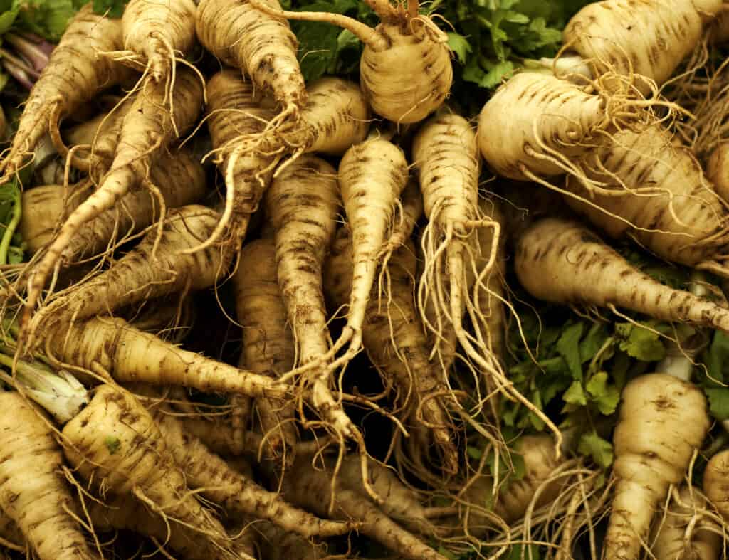 Harvested parsnips