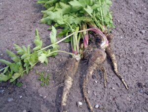Parsnip harvest