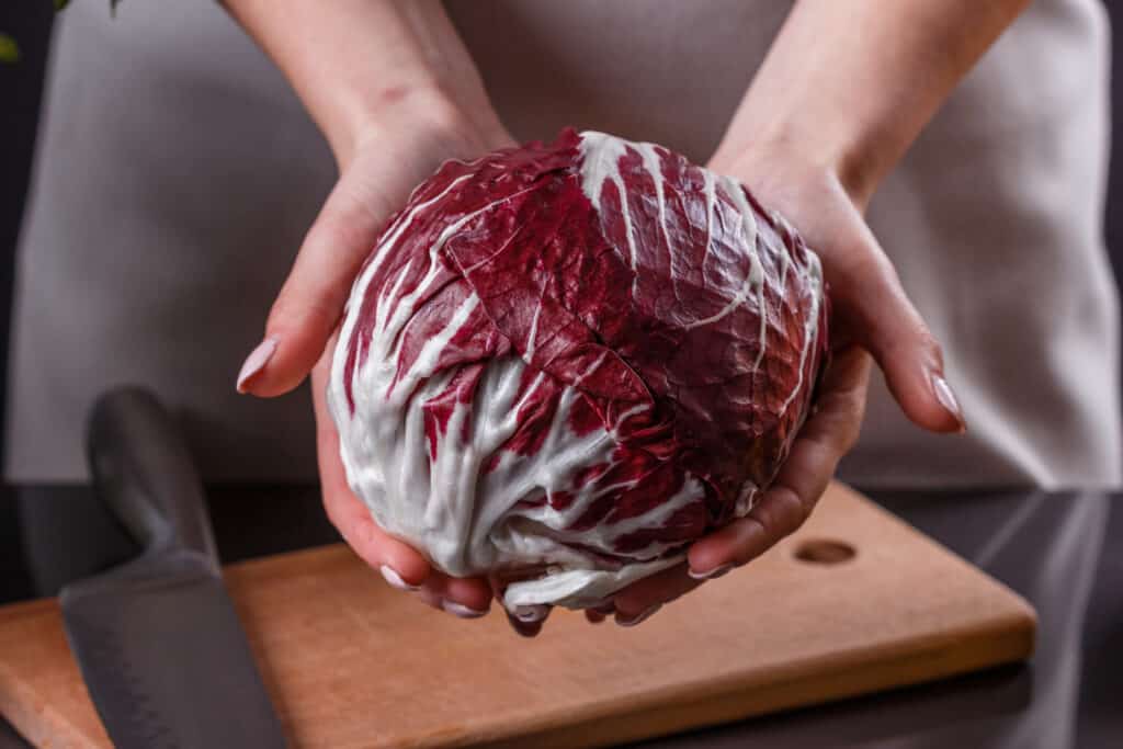 Radicchio harvest