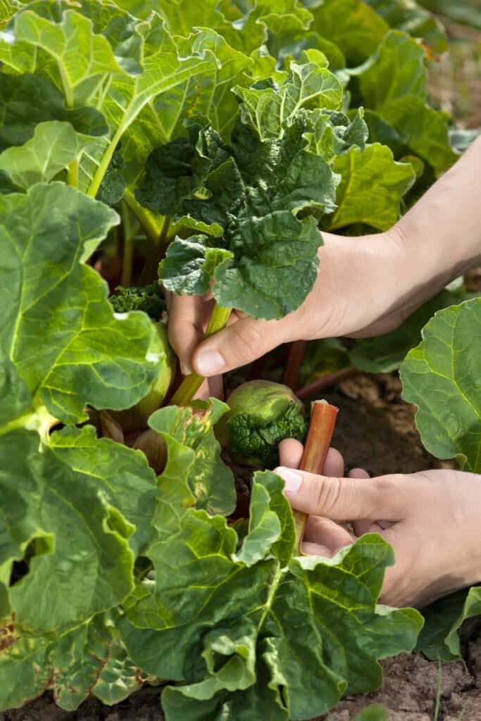 Rhubarb harvest