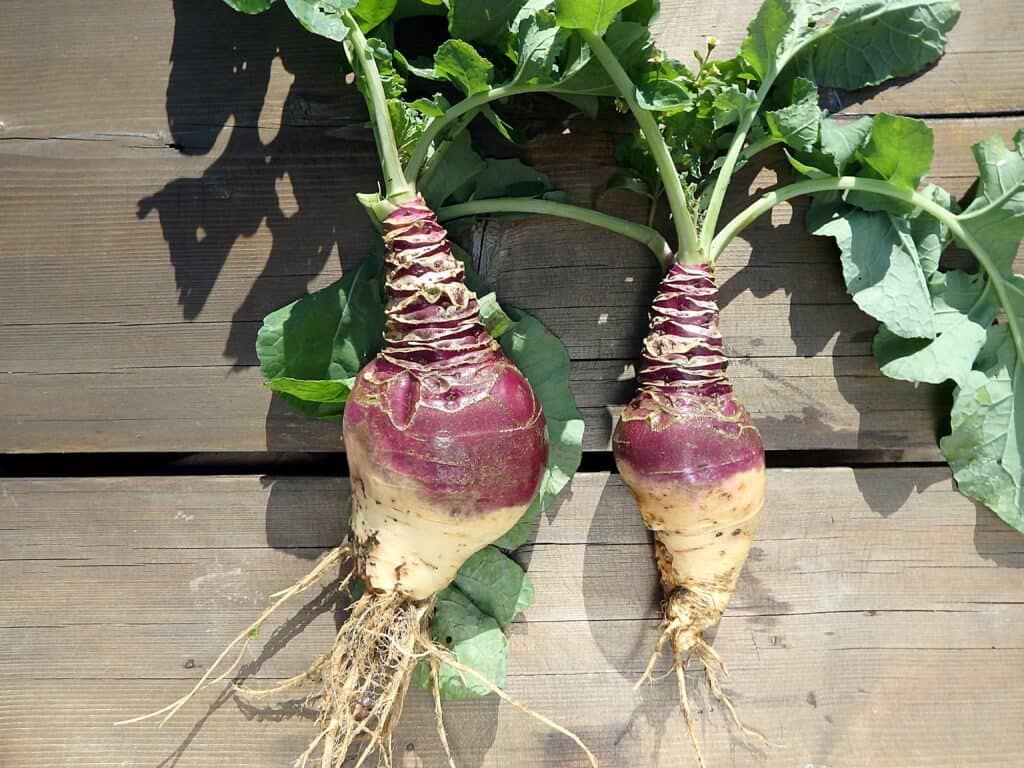 Rutabaga harvest