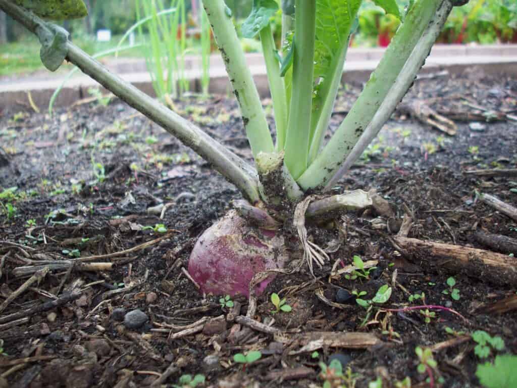 Rutabaga in garden