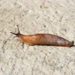 Slug