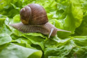 Snail feeding on lettuce leaf