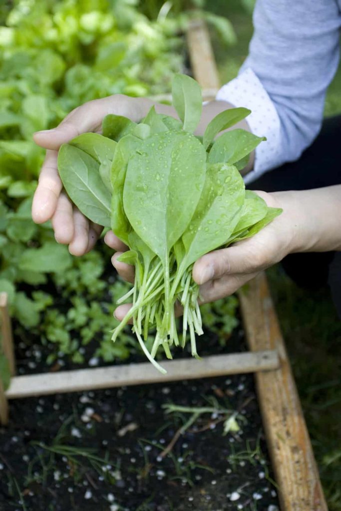 Spinach harvest