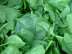 Spinach harvested tender