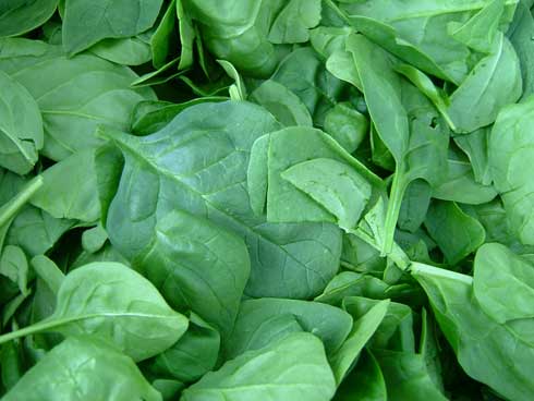 How to Harvest and Store Spinach -- Harvest to Table