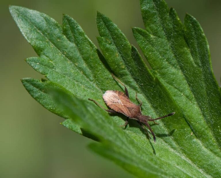 Squash bug