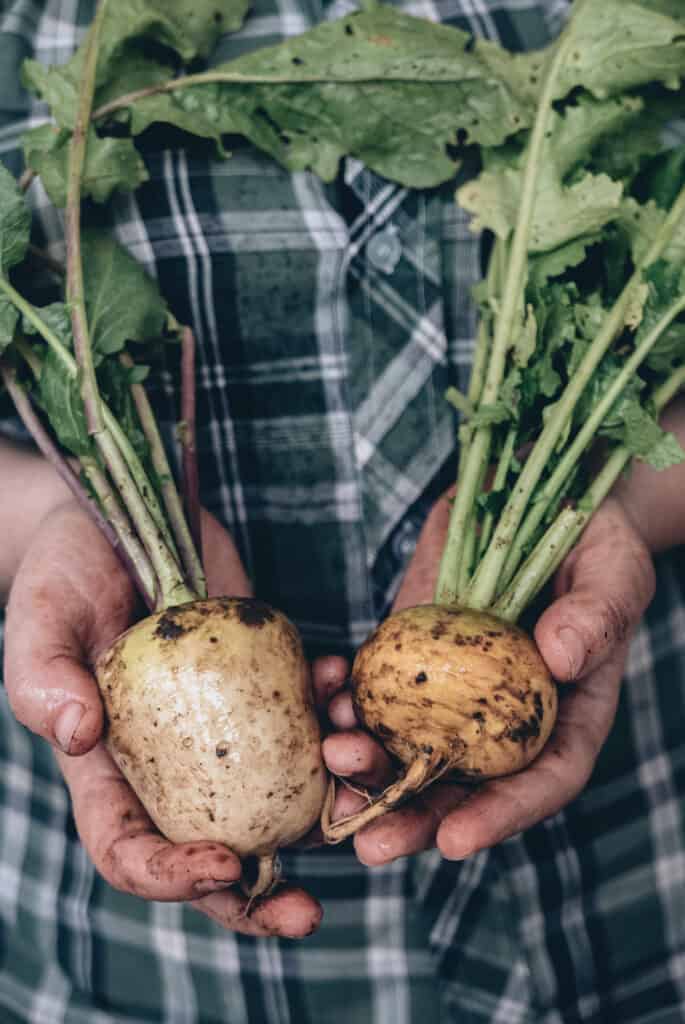 Turnip harvest