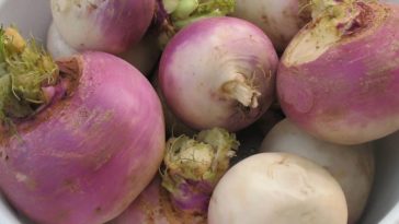 Turnips in a bowl
