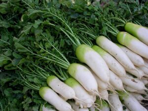 harvest turnips